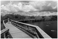 Park visitor looking, Anhinga Trail. Everglades National Park, Florida, USA. (black and white)