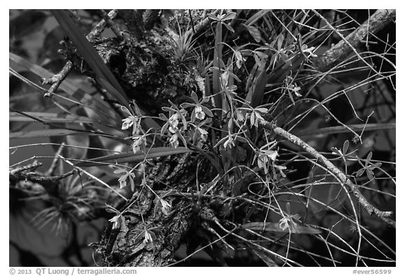 Tampa Butterfly Orchid (Encyclia tampensis). Everglades National Park (black and white)