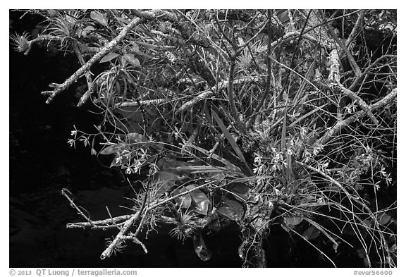 Butterfly Orchid growing on swamp. Everglades National Park (black and white)