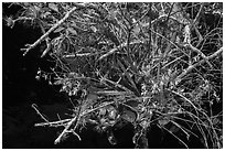 Butterfly Orchid growing on swamp. Everglades National Park, Florida, USA. (black and white)