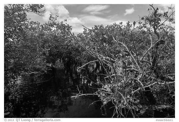 Native Florida orchid and Pond Apple growing in water. Everglades National Park (black and white)