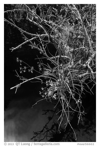 Native Butterfly Orchid (Encyclia tampensis) growing in marsh. Everglades National Park (black and white)