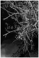 Native Butterfly Orchid (Encyclia tampensis) growing in marsh. Everglades National Park ( black and white)