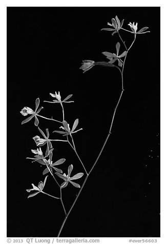 Close-up of Encyclia tampensis branch with orchid flowers. Everglades National Park (black and white)