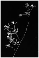 Close-up of Encyclia tampensis branch with orchid flowers. Everglades National Park, Florida, USA. (black and white)