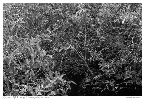 Pond Apple with fruits growing in marsh. Everglades National Park (black and white)