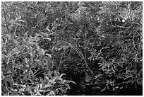 Pond Apple with fruits growing in marsh. Everglades National Park, Florida, USA. (black and white)