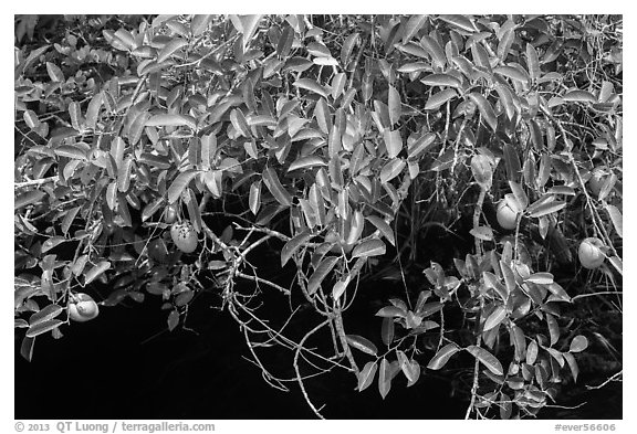 Pond Apple (Annoma Glabra) with fruits. Everglades National Park (black and white)