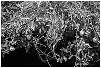 Pond Apple (Annoma Glabra) with fruits. Everglades National Park ( black and white)