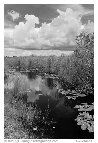 Freshwater marsh in summer. Everglades National Park (black and white)