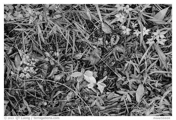 Ground close-up, hammock. Everglades National Park, Florida, USA.