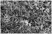 Ground close-up, hammock. Everglades National Park, Florida, USA. (black and white)