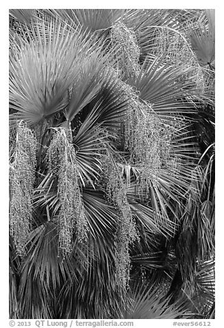 Palmeto with fruits. Everglades National Park (black and white)