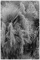 Palmeto with fruits. Everglades National Park ( black and white)