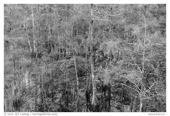 Cypress in summer, Pa-hay-okee. Everglades National Park (black and white)