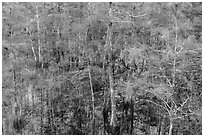 Cypress in summer, Pa-hay-okee. Everglades National Park, Florida, USA. (black and white)