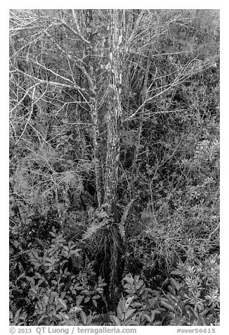 Looking down cypress grove in summer, Pa-hay-okee. Everglades National Park (black and white)