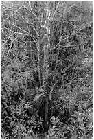 Looking down cypress grove in summer, Pa-hay-okee. Everglades National Park, Florida, USA. (black and white)