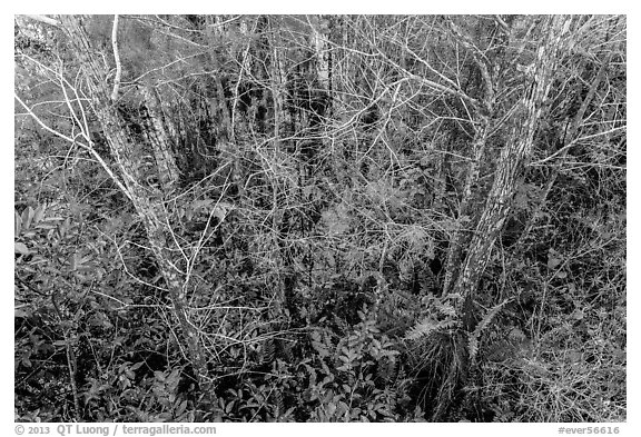 Cypress dome canopy in summer, Pa-hay-okee. Everglades National Park (black and white)