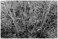 Cypress dome canopy in summer, Pa-hay-okee. Everglades National Park, Florida, USA. (black and white)