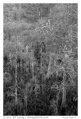 Cypress with green needles. Everglades National Park (black and white)