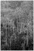 Cypress with green needles. Everglades National Park, Florida, USA. (black and white)