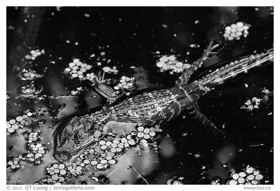 Baby alligator in pond. Everglades National Park (black and white)