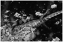 Baby alligator in pond. Everglades National Park ( black and white)