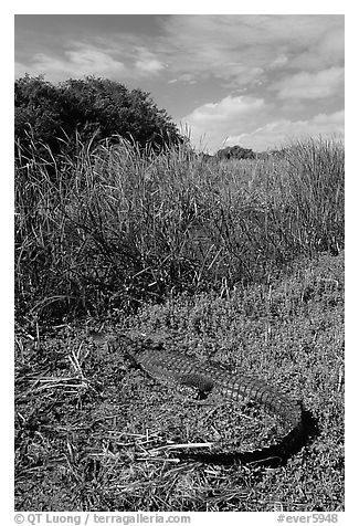 Young alligator at Eco Pond. Everglades National Park (black and white)