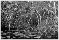 Lily pads and thicket, Shark Valley. Everglades National Park ( black and white)