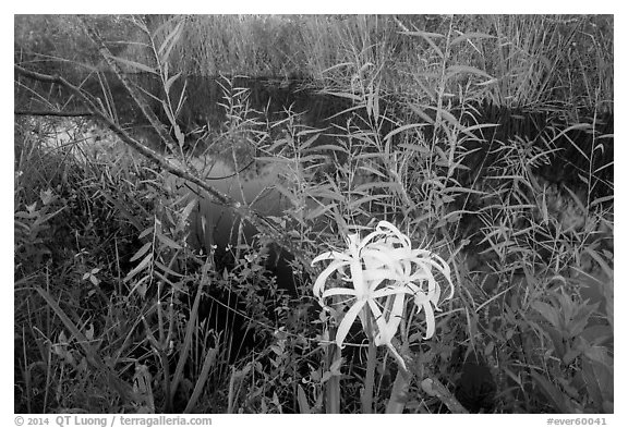 Swamp littly, Shark Valley. Everglades National Park (black and white)