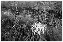 Swamp littly, Shark Valley. Everglades National Park ( black and white)