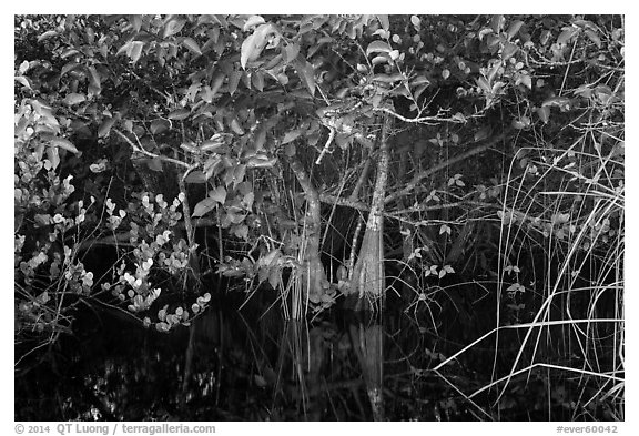 Trees growing in water, Shark Valley. Everglades National Park (black and white)