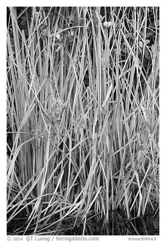 Aquatic grasses, Shark Valley. Everglades National Park (black and white)