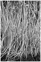 Aquatic grasses, Shark Valley. Everglades National Park ( black and white)