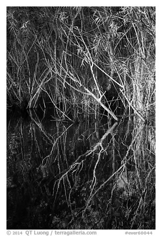 Branches and reflections, Shark Valley. Everglades National Park (black and white)