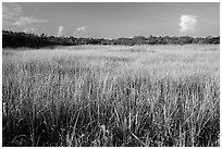Prairie and hammocks, Shark Valley. Everglades National Park ( black and white)