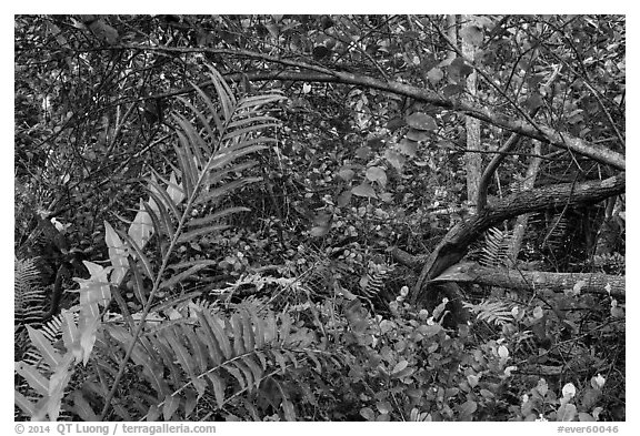 Tropical hardwood forest, Bobcat Boardwalk Trail, Shark Valley. Everglades National Park (black and white)