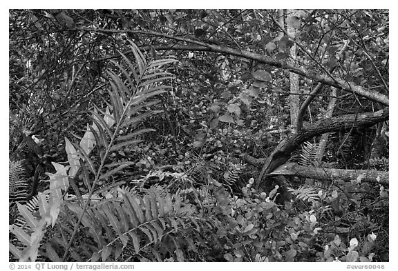 Tropical hardwood forest, Bobcat Boardwalk Trail, Shark Valley. Everglades National Park (black and white)