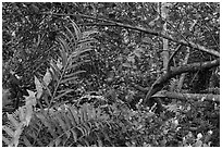 Tropical hardwood forest, Bobcat Boardwalk Trail, Shark Valley. Everglades National Park ( black and white)