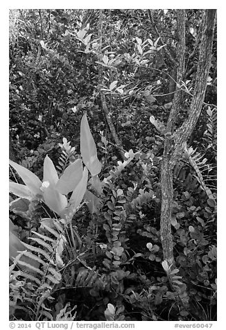 Tropical hardwood forest in hammock, Shark Valley. Everglades National Park (black and white)