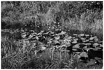 Grasses and water lillies, Shark Valley. Everglades National Park ( black and white)