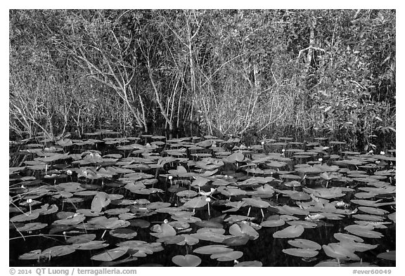 Water lillies and thicket, Shark Valley. Everglades National Park (black and white)