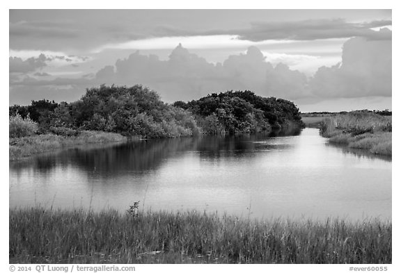 Pond, sawgrass prairie, and hammock, Shark Valley. Everglades National Park (black and white)