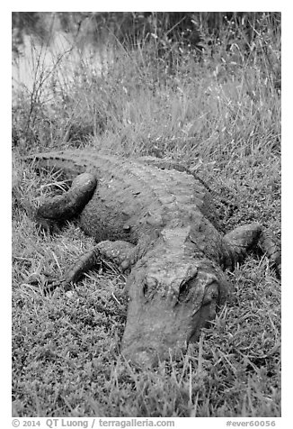 Alligator, Shark Valley. Everglades National Park (black and white)