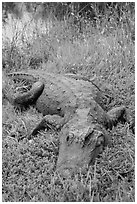 Alligator, Shark Valley. Everglades National Park ( black and white)