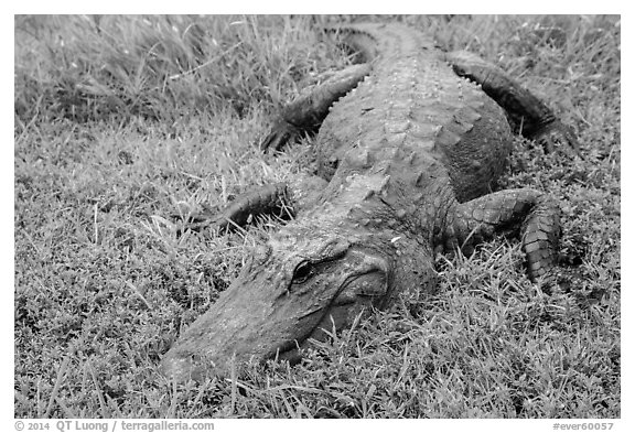 Alligator on grass, Shark Valley. Everglades National Park (black and white)