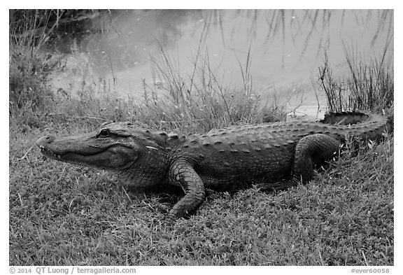 Alligator next to pond, Shark Valley. Everglades National Park (black and white)