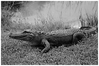 Alligator next to pond, Shark Valley. Everglades National Park ( black and white)