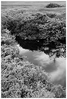 Pond from above, Shark Valley. Everglades National Park ( black and white)